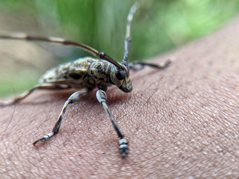 Cerambycidae insects land on human skin
