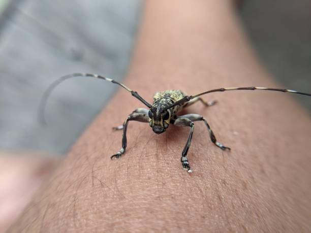 owady cerambycidae - cerambycidae zdjęcia i obrazy z banku zdjęć