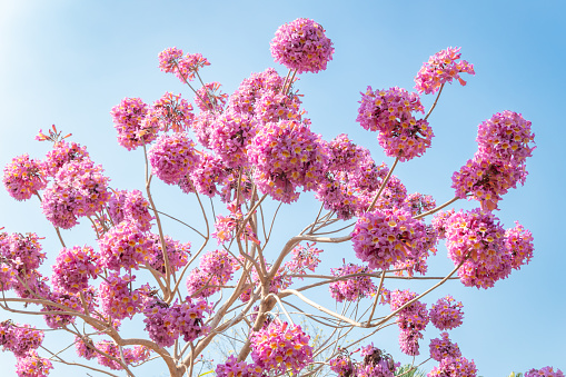 beautiful blooming Tabebuia Rosea or Tabebuia Chrysantha Nichols under blue sky horizontal composition