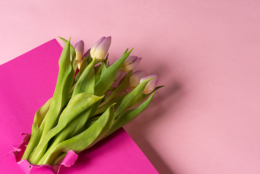 Bouquet of spring pink tulip flowers with green leaves on a two shades of pink paper background. Holiday concept. Postcard for International Women's Day, Mother's Day. Flat lay, with copy space