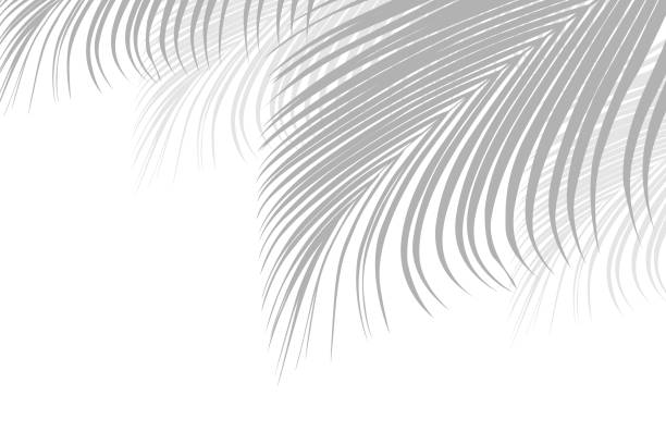 istock Abstract background of palm leaves or coconut leaves on top 1906142986