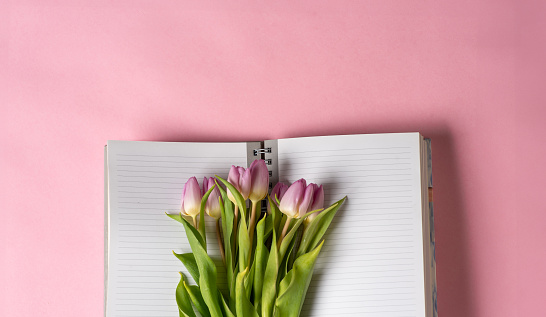 Top view of blank page opened notebook and pink tulips on pink background with copy space