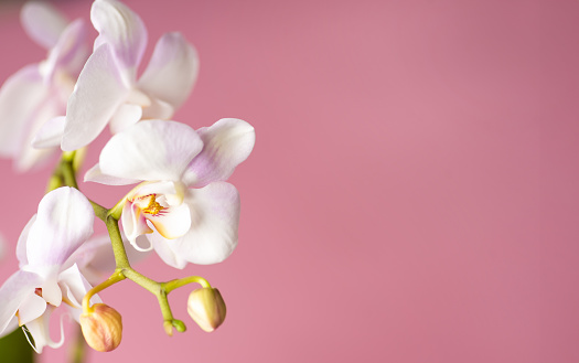 Flowers composition. Lily flowers on pastel pink background. Flat lay, top view, copy space