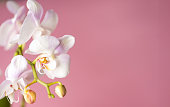 White flower on pink background