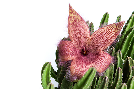 Blooming cactus with large pink flower isolated on white close up