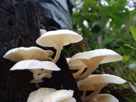 white mushroom that grows on rotting tree trunks.