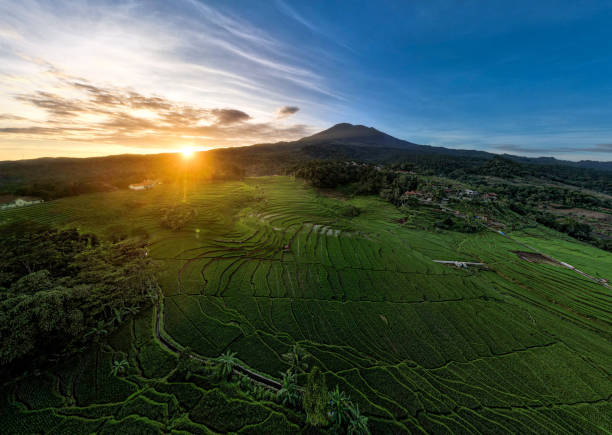 istock Beautiful pattern of paddy field in Majalengka, West Java, Indonesia. 1906152860
