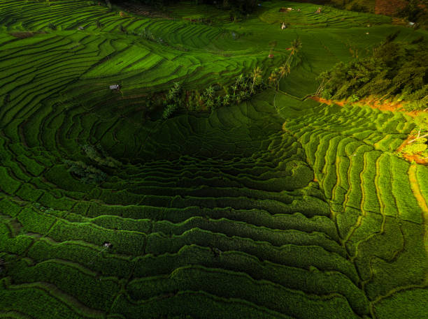istock Beautiful pattern of paddy field in Majalengka, West Java, Indonesia. 1906169596