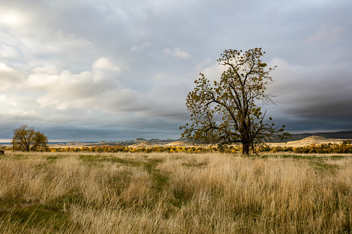 Beautiful landscapes of Oroville, California with weathered trees and a gloomy textured sky and a windy foreground