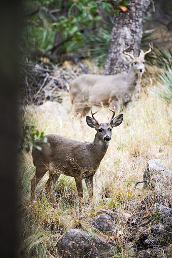 Arizona White-tailed Deer Madera Canyon
