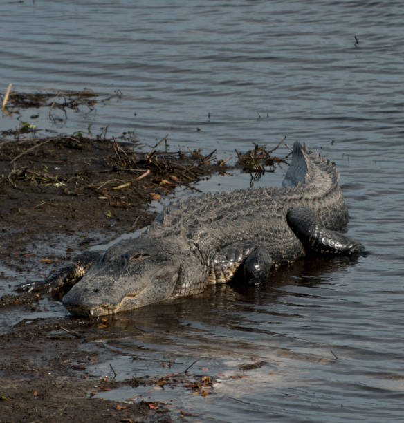 istock Alligator warming up on winter morning - 3 1906205547