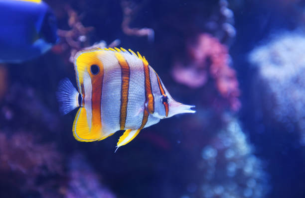 istock close up on beautiful tropical fish in the reef 1906207120