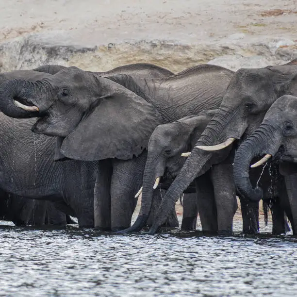 Elephant herd drinks from river