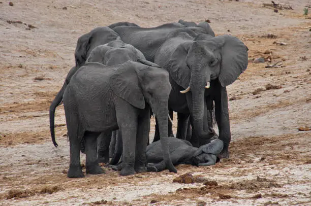 Several adult African elephants gather around a baby elephant while it sleeps on the ground to protect it while it is vulnerable.
