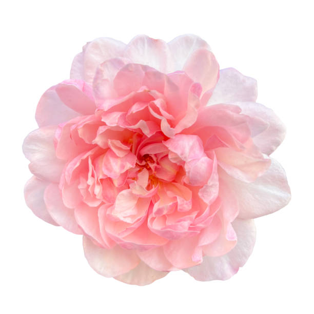 istock Beautiful Full Soft Pink Peony with No Blemishes Isolated on White Background 1906219434