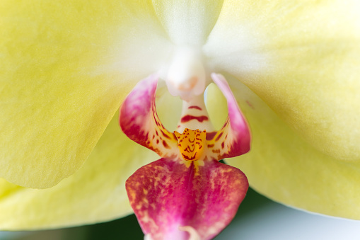 Macro photography of petals of a blooming orchid  phalaenopsis isolated on white background.