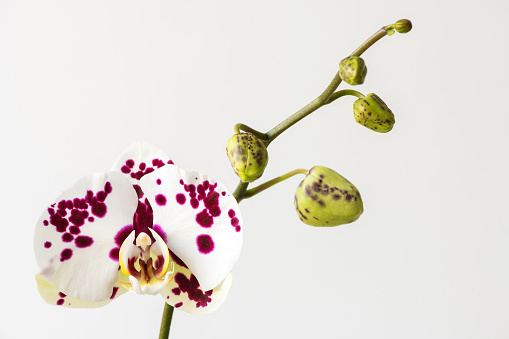 Macro photography of petals of a blooming orchid  phalaenopsis isolated on white background.