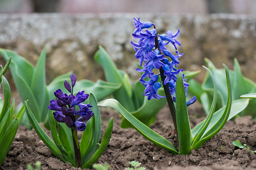 Colorful hyacinths flowering in a spring garden - selective focus