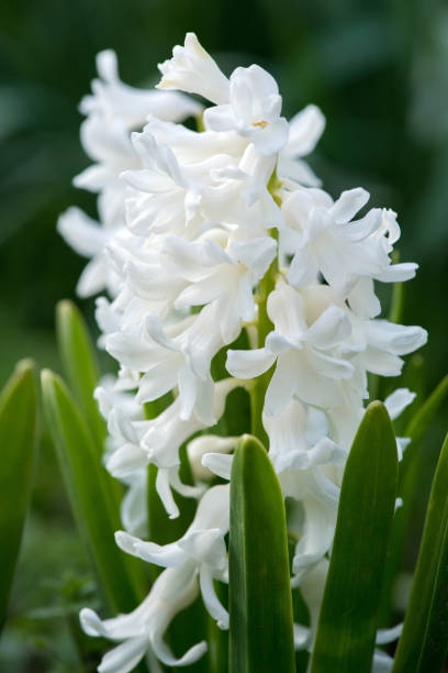 istock Colorful hyacinths flowering in a spring garden - selective focus 1906261324