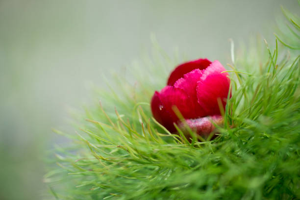 Wild peony is thin-leaved (Paeonia tenuifolia), in its natural environment. Bright decorative flower, popular in garden landscape design - selective focus.