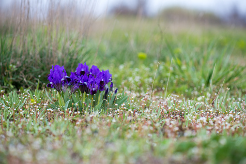 Wild irises blooming in spring - selective focus, copy space