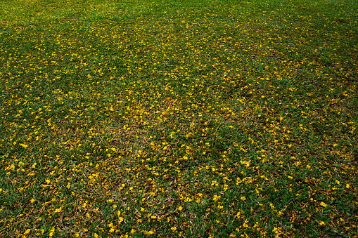 The falling yellow flowers were scattered around the lawn