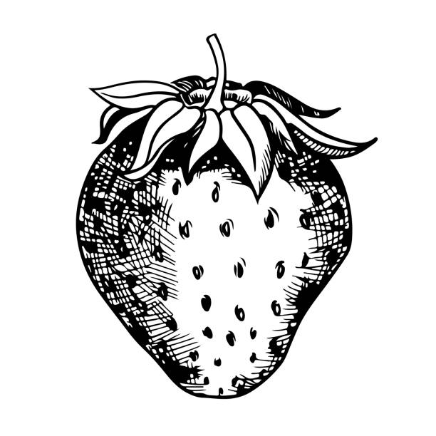 ilustrações, clipart, desenhos animados e ícones de sketch of the strawberry on white background - spring clover leaf shape clover sketch
