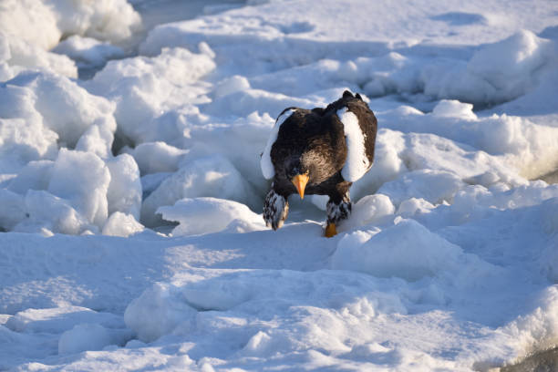 istock Bird watching with floating ices in winter 1906279548