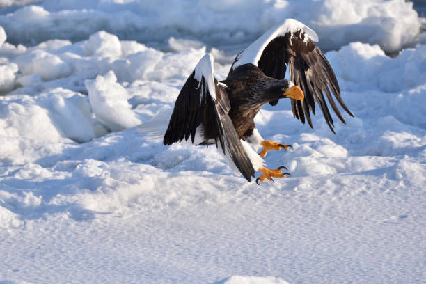 istock Bird watching with floating ices in winter 1906279593