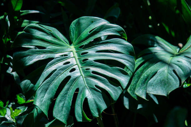 istock Tropical leaves exotic floral pattern of split leaf philodendron Monstera  the forest foliage plant on nature. 1906279689