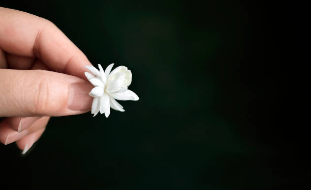 istock A female hand holding single white jasmine flower on dark background with copy space for text, advertising, business concept, jewery 1906279775