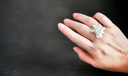 A single white jasmine or Arabian jasmine on a female hand in dark background with copy space for text or advertising, banner, business concept