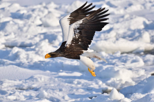istock Bird watching with floating ices in winter 1906280056