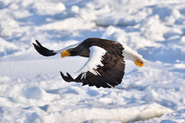istock Bird watching with floating ices in winter 1906280061