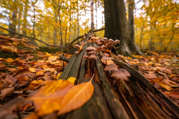 Autumn in Jizera mountains, Jizerskohorske buciny, UNESCO site, Northern Bohemia, Czech Republic