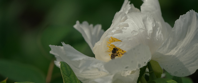 Macro photo of white peonies and bees among flowers