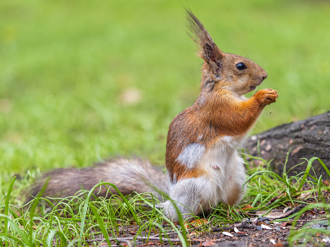 Close-up Portrait of Squirrel. Squirrel eats a nut while sitting in green grass. Eurasian Red squirrel, Sciurus vulgaris, sitting in grass and eating nut against bright green background