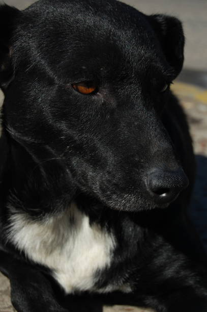 istock Black dog with light brown eyes lying on the floor 1906296753