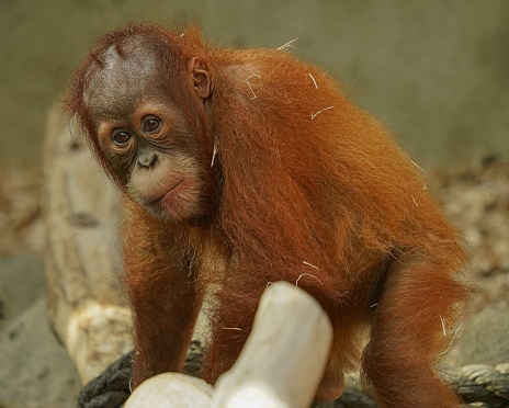 Orangutans are fascinating primates known for their intelligence and unique characteristics.