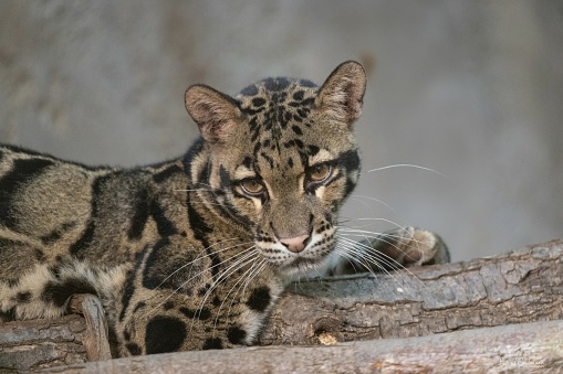 The clouded leopard is a wild cat species native to Southeast Asia. Known for its distinctive cloud-like markings, it's a skilled climber and has a relatively short and stout body compared to other big cats.