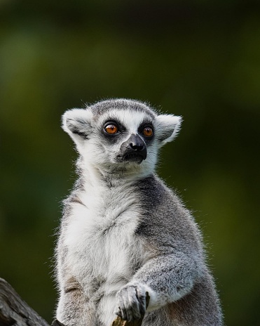 Ring-tailed lemurs are primates native to Madagascar known for their distinctive black-and-white ringed tails. They're highly social animals and often found in groups led by a dominant female.