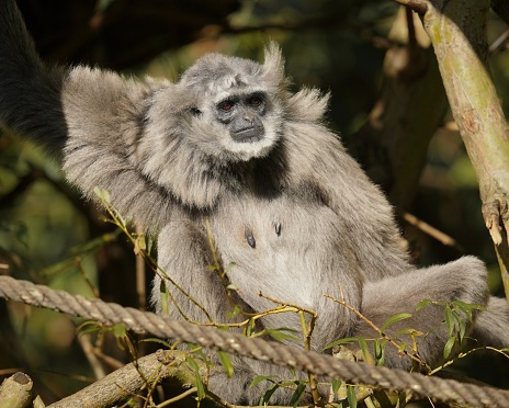 The Javan gibbon (Hylobates moloch) is a primate species native to Java, Indonesia. Known for its distinctive appearance with a black coat and white facial markings, it is critically endangered due to habitat loss and illegal pet trade. Conservation efforts are underway to protect and preserve this species.