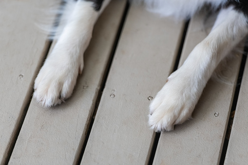 Close up of a dog's paws. Border Collie puppy pads. Legs of animal lying on a wooden deck.