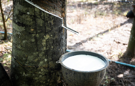 White rubber in a cup agricultural products and the economy of Thailand