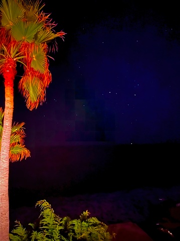 This photograph shows a single palm tree silhouetted against a night sky peppered with stars.