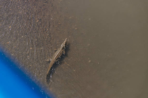 Saltwater American crocodiles, the Rio Tarcoles near the Carara Wildlife Refuge in Costa Rica. The Tarcoles River is one of the most populated crocodile rivers in the world.