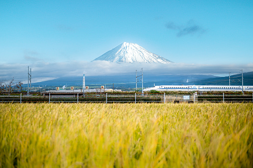 Landscape of Shinkansen train with rice field foreground and fuji mountain background