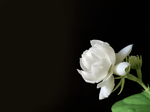 Close up of White jasmine, Jasminum sambac or Arabian jasmine, beautiful white flower and green leaves in dark background, aroma