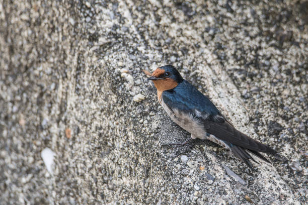 Close up of a tiny Swallow perched on wire fence