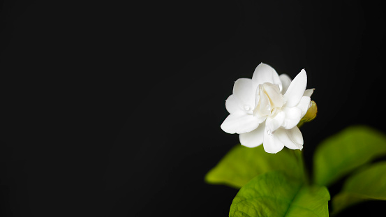 White jasmine, Jasminum sambac or Arabian jasmine, beautiful white flower and green leaves in dark background with copy space for text